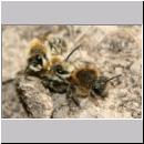 Colletes cunicularius - Weiden-Seidenbiene 13.jpg